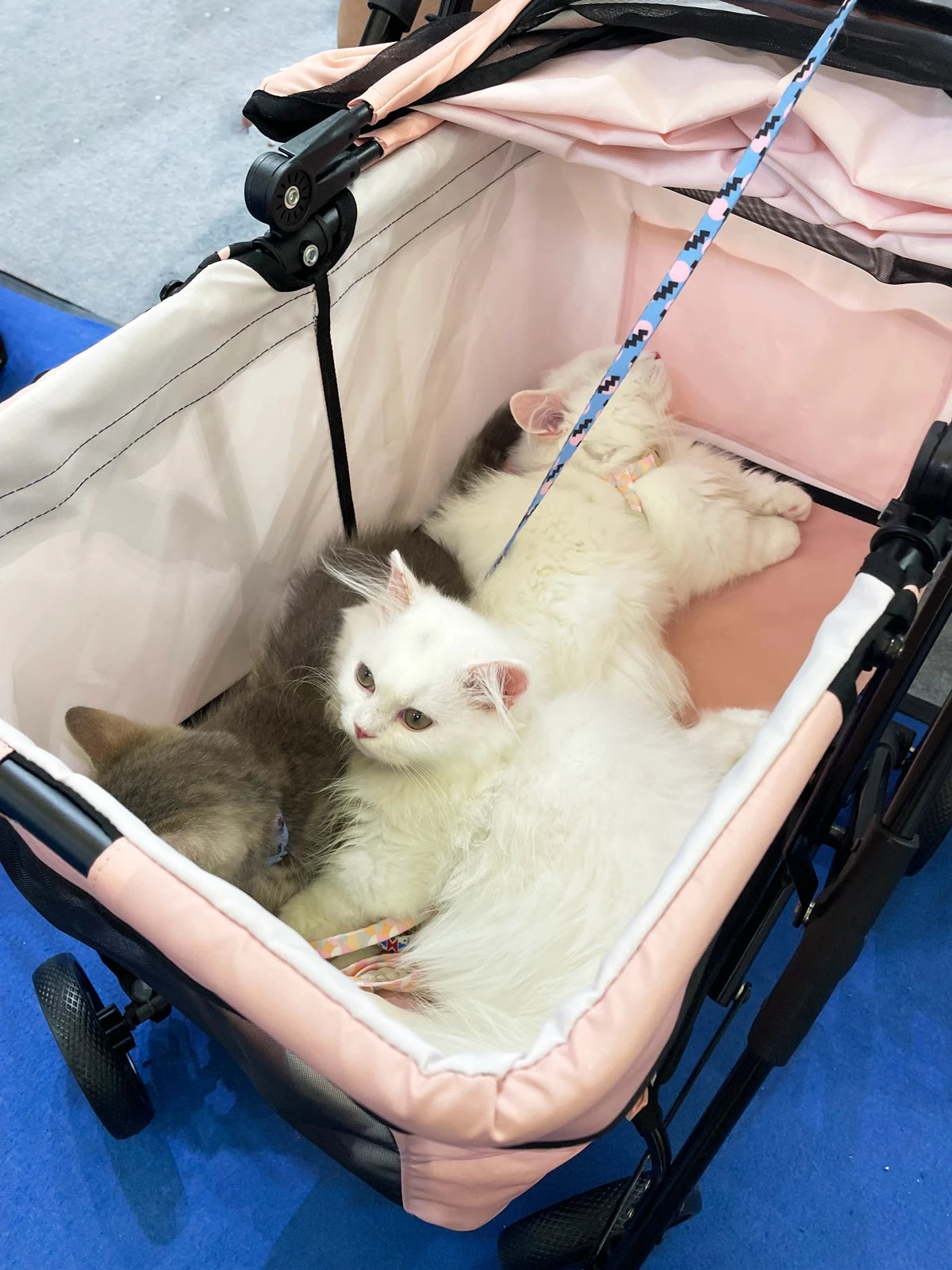 Meilleur Sac de Transport Pour Chat