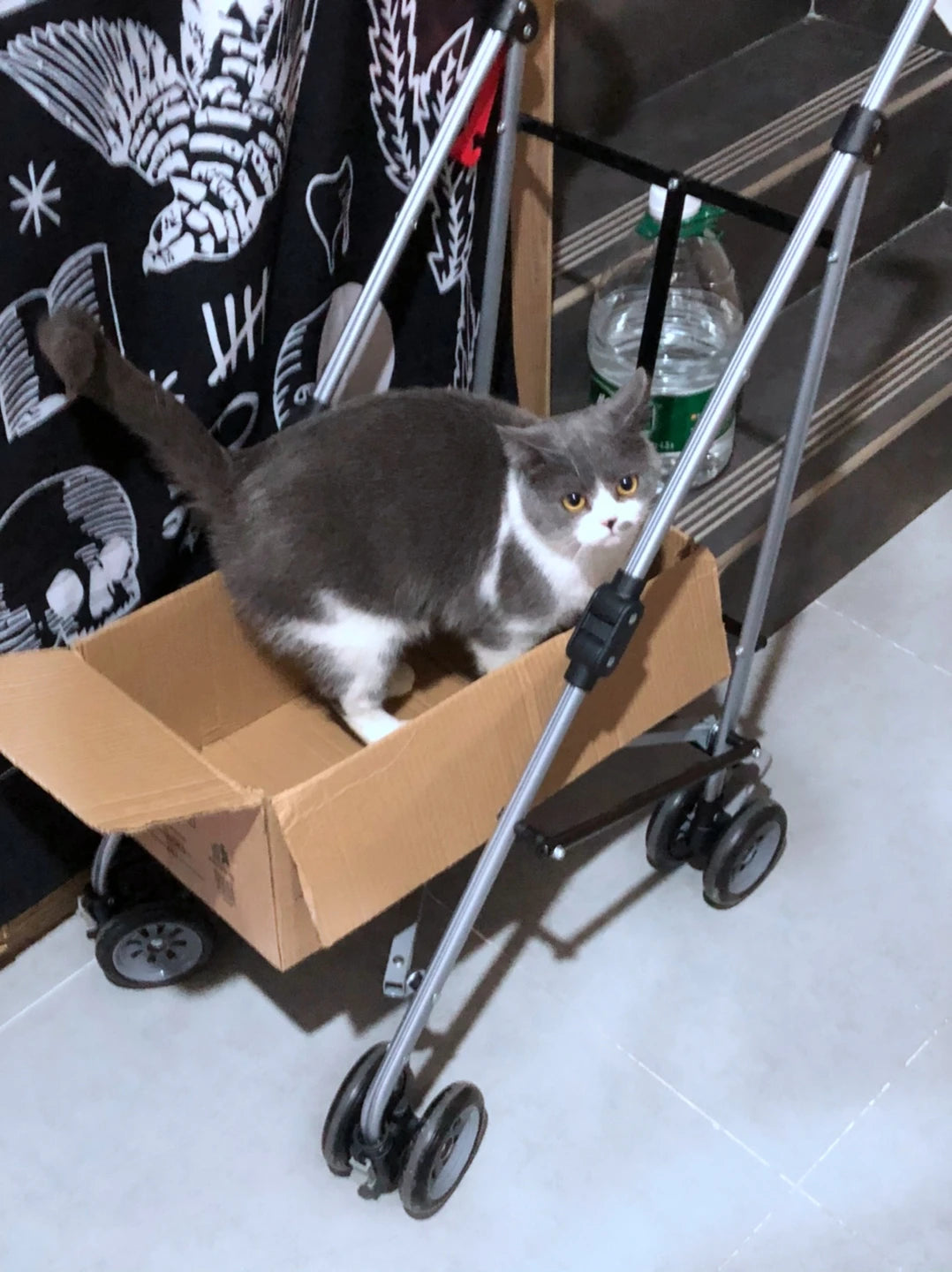 Poussette Pour Sac de Transport Pour Chat